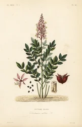 Dictamo, Dictamnus albus