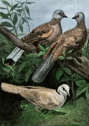 Palomas y palomo mensajero.