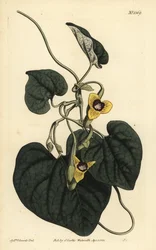 Aristoloquia de hojas vellosas, Aristolochia tomentosa