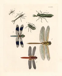 Formas larvarias de libélula 1, 2, 3, libélula de cola blanca común, Libellula lydia 4, anax verde, Anax junius 5, y libélula escarlata o dardo carmesí, Crocothemis servilia 6. Litografía coloreada a mano de la nueva edición de John O. Westwood de