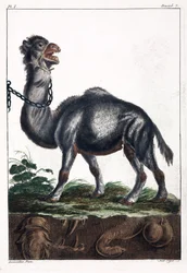 Dromedario
