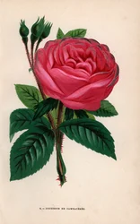 Rosa Duchesse de Cambaceres, variedad híbrida cultivada por Monsieur Fontaine de Chatillon en 1854. Cromolitografía dibujada y litografiada al natural por F. Grobon a partir de "Les Roses" de Hippolyte Jamain y Eugene Forney, París, J. Rothschild.
