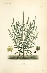 Reseda amarilla, Reseda luteola