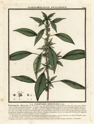 Pellitero oriental, Parietaria officinalis.