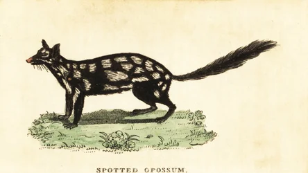 Cuellito oriental, Dasyurus viverrinus. ,1800 (grabado)
