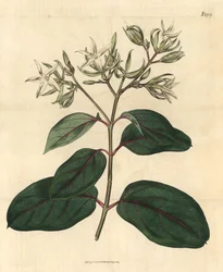 Echite - Kamettia caryophyllata (Echites caryophyllata). Grabado botánico coloreado a mano de la revista Curtis
