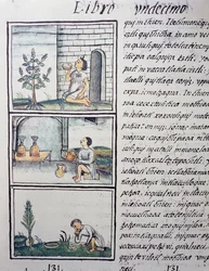 Plantas comestibles, página del Libro XI del Códice Florentino, versión bilingüe en español y náhuatl, Historia General de las Cosas de la Nueva España, por el misionero español Fray Bernardino de Sahagún (1499-1590). Civilización azteca