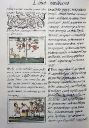 Plantas comestibles, frijoles rojos, página del Libro XI del Códice Florentino, versión bilingüe en español y náhuatl, Historia General de las Cosas de la Nueva España, por el misionero español Fray Bernardino de Sahagún (1499-1590). Civilización azteca