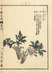 Violeta eizan sumire dorada, Viola eizanensis. Grabado en madera coloreado a mano por Kono Bairei de Senshu no Hana (Mil variedades de flores), Bunkyudo, Kioto.