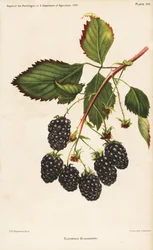Zarzamora de Eldorado, Rubus fruticosus. Cromolitografía de Hoen a partir de una ilustración botánica de D.G. Passmore extraída del Report of the Pomologist, US Department of Agriculture.