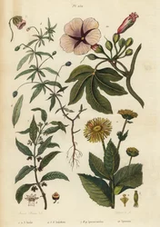 Inula, Inula helenium 1-3, violeta verde, Hybanthus especie Ionidium polygalifolium 4-6, ipecacuana, Carapichea ipecacuanha 7-9, y gloria de la mañana, Ipomoea insignis 10