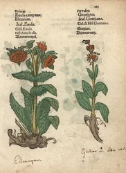 Helenio, Inula helenium y genciana. Grabado en madera coloreado a mano de una ilustración botánica del Krauterbuch, o Herbal, de Adam Lonicer, Fráncfort.