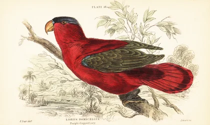 Lorius domicella, un loro en peligro de extinción. 1889 (grabado)