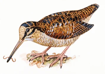 Chocha perdiz euroasiática, Scolopax rusticola