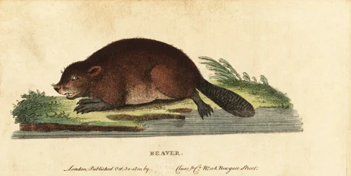Castor euroasiático, fibra de Castor, 1800 (grabado)