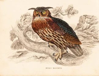 Búho real, Bubo bubo (Bubo maximus). Grabado en acero coloreado a mano de la Galería de Historia Natural de Georg Friedrich Treitschke, Naturhistorischer Bildersaal des Thierreiches, Liepzig.