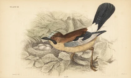Arrendajo, Garrulus glandarius, con nido y huevos. 1889 (grabado)