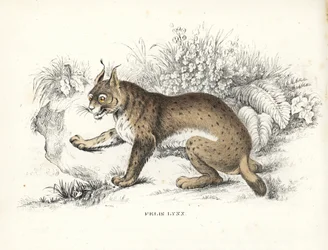 Lince euroasiático, Lynx lynx (Felis lynx). Litografía coloreada a mano de la Galería de Historia Natural de Georg Friedrich Treitschke, Naturhistorischer Bildersaal des Thierreiches, Liepzig-1842.