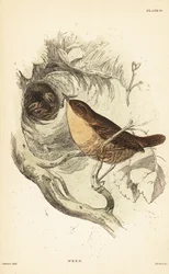 Reyezuelo común, Troglodytes troglodytes.1889 (grabado)