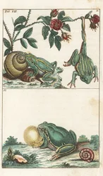 Ranas europeas e italianas - Agua fuerte de Gottlieb Tobias Wilhelm (1758-1811), de la Enciclopedia de Historia Natural: Anfibios