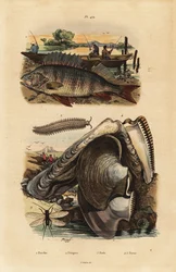 Perca europea, Perca fluviatilis 1, gusano aterciopelado, Peripatus iuliformis 2, crisopa, Perla marginata 3, y ostra perlera, Isognomon isognomum 4. Perca, Peripatus, Perla, Perla