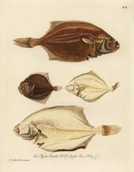 Platija europea, Pleuronectes platessa 1,2 y rémol, Scophthalmus rhombus 3,4. Rodaballo o doblado del lado derecho, Platessa, del lado izquierdo, Platija o rombo del lado izquierdo, platija pequeña del lado mem. Grabado en cobre coloreado a mano según un i
