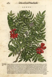 Serbal europeo, Sorbus aucuparia. Grabado en madera coloreado a mano por Wolfgang Meyerpick a partir de una ilustración de Giorgio Liberale de Discorsi di P.A. Matthioli ne i sei libri della Materia Medicinale di Pedacio Dioscoride Anaza de Pietro Andrea M