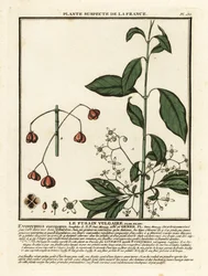 Husillo europeo, Euonymus europaeus.