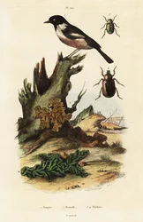 Stonechat europea, cerebro amarillo y escarabajos escarabajos.
