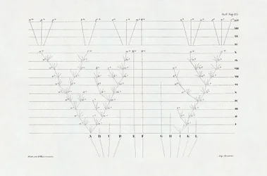 Evolucionismo: esquema de evolución derivado de "El origen de las especies mediante la selección natural o la lucha por la existencia en la naturaleza" de Charles Darwin (1809-1882).