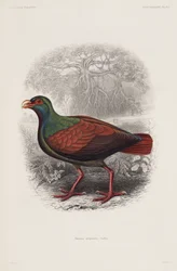 Pájaro exótico