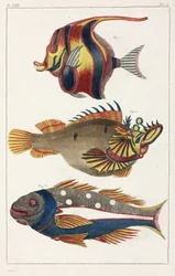 Peces exóticos de las Molucas