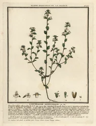 Eufrasia, Euphrasia rostkoviana.
