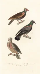 Razas de palomas de lujo.