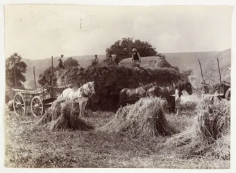Escenas de agricultura, Cosecha y almacenamiento, Cosecha pre-1900, c. 1890