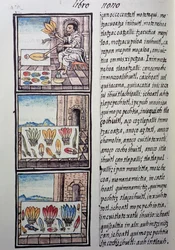 Procesamiento de plumas tras la conquista española, página del Códice Florentino, versión bilingüe en español y náhuatl, Historia General de las Cosas de la Nueva España, por el misionero español Fray Bernardino de Sahagún. Civilización azteca