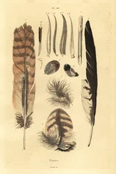 Plumas, penachos, anatomía de aves