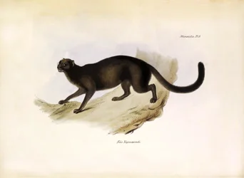 Felis Yagouarondi Jaguarondi o eyra o gato nutria, felino americano descrito por Charles Darwin durante su expedición a bordo del Beagle. Lámina de "The zoology of the voyage of H.M.S. Beagle. described by John Gould, with notice of their habits by Charles