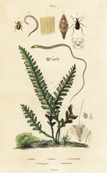 Helecho, escarabajo abeja y gusanos redondos.