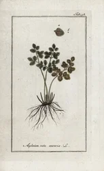 Helecho doradilla de las murallas o asplenia callejera de las murallas (Asplenium ruta muraria). Litografía de "Afbeelding der Artseny-Gewassen" de Johannes Zorn (1739-1799), Países Bajos