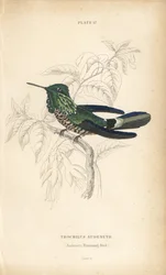 Coqueta festiva, Lophornis chalybeus (colibrí de Audenet, Trochilus audenetii). Grabado en acero coloreado a mano por William Lizars de la Naturalist