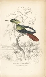 Coqueta festiva, Lophornis chalybeus (colibrí de Vieillot, Trochilus chalybeus). Grabado en acero coloreado a mano por William Lizars de la Naturalist