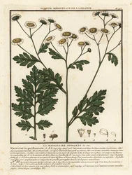 Matricaria, Tanacetum parthenium.