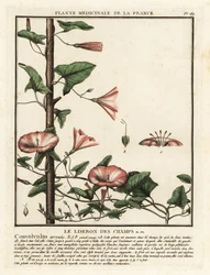 Enredadera de campo, Convolvulus arvensis.