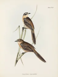Pinzones, c 1832-1836