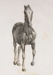 Primera capa disecada de un caballo, vista frontal
