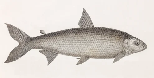 Peces: Le Characin