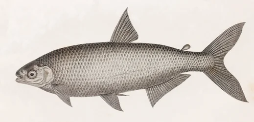 Peces: Le Characin