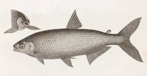 Peces: Le Characin