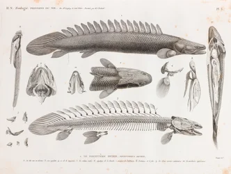 Peces: El Polypterus bichir, anatomía